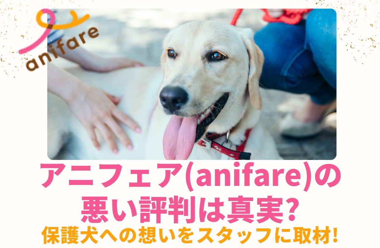 アニフェア(anifare)の悪い評判は真実?保護犬への想いをスタッフに取材!